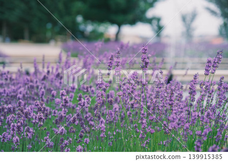 [Hinode Park] A beautiful scene of a park in Hokkaido where lavender is in full bloom. 139915385