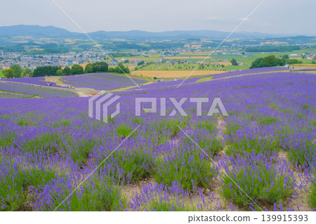 [Hinode Park] A beautiful scene of a park in Hokkaido where lavender is in full bloom. 139915393