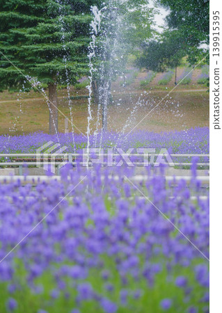 [Hinode Park] A beautiful scene of a park in Hokkaido where lavender is in full bloom. 139915395
