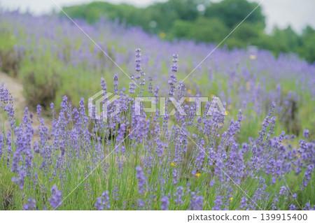 [Hinode Park] A beautiful scene of a park in Hokkaido where lavender is in full bloom. 139915400