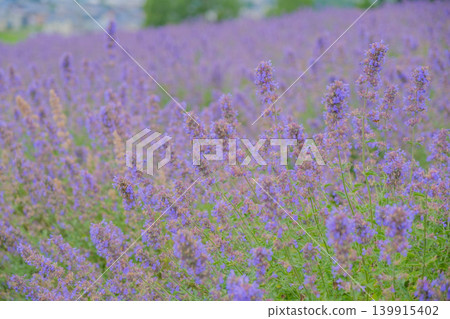 [Hinode Park] A beautiful scene of a park in Hokkaido where lavender is in full bloom. 139915402