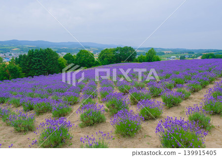 [Hinode Park] A beautiful scene of a park in Hokkaido where lavender is in full bloom. 139915405