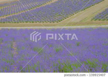 [Hinode Park] A beautiful scene of a park in Hokkaido where lavender is in full bloom. 139915407