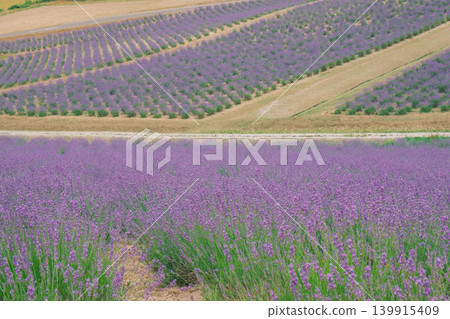 [Hinode Park] A beautiful scene of a park in Hokkaido where lavender is in full bloom. 139915409