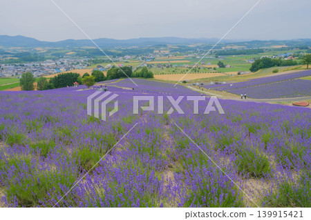 [Hinode Park] A beautiful scene of a park in Hokkaido where lavender is in full bloom. 139915421