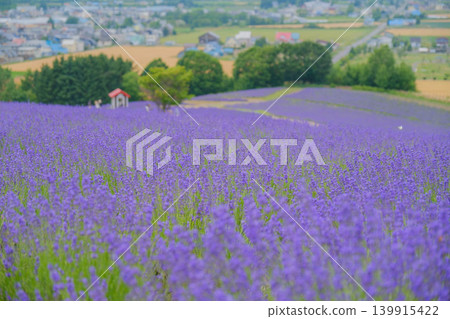 [Hinode Park] A beautiful scene of a park in Hokkaido where lavender is in full bloom. 139915422