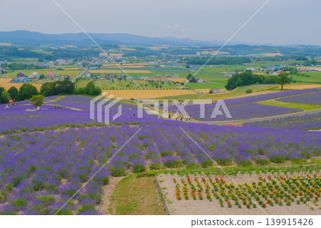 [Hinode Park] A beautiful scene of a park in Hokkaido where lavender is in full bloom. 139915426