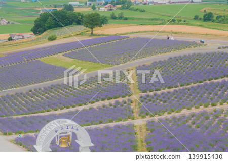 [Hinode Park] A beautiful scene of a park in Hokkaido where lavender is in full bloom. 139915430