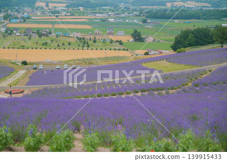 [Hinode Park] A beautiful scene of a park in Hokkaido where lavender is in full bloom. 139915433