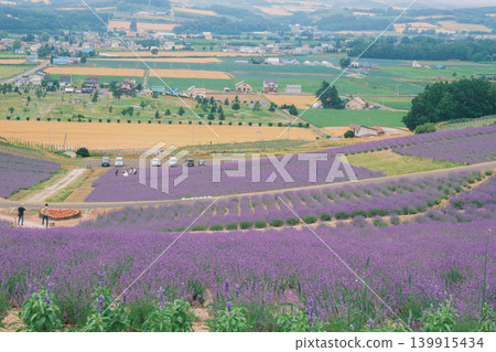 [Hinode Park] A beautiful scene of a park in Hokkaido where lavender is in full bloom. 139915434