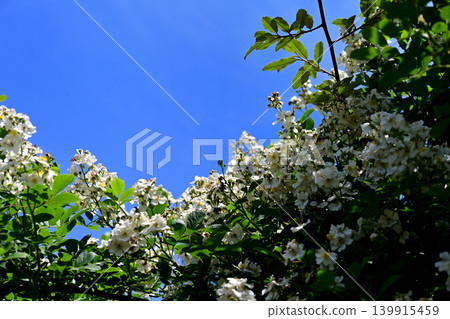 Wild roses, blue sky 139915459