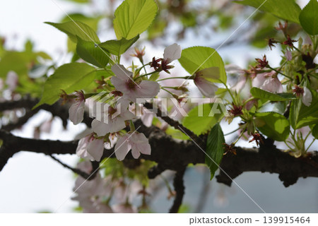 櫻花 櫻花 139915464