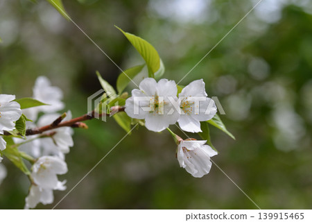 櫻花 139915465