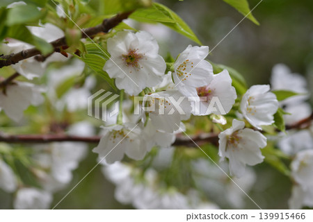 櫻花 櫻花 139915466