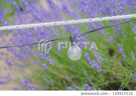[Hinode Park] Small lamps installed in the lavender field 139915518