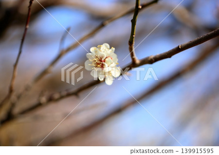 Beautiful white plum blossoms Beautiful white plum blossoms 139915595