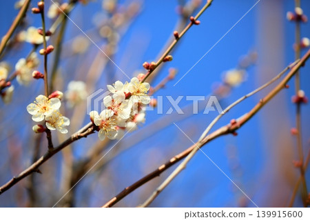 美麗的白色梅花 美麗的白色梅花 139915600