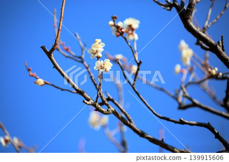 美麗的白色梅花 美麗的白色梅花 139915606