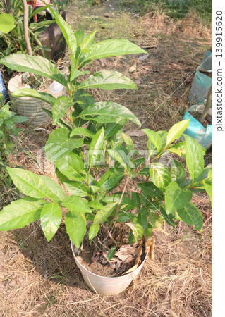 Morinda citrifolia fruit tree plant on farm 139915620