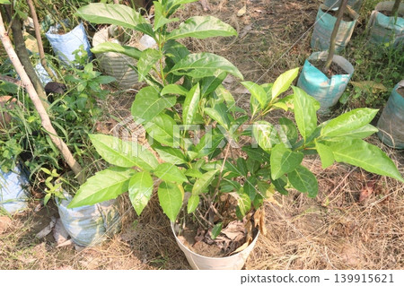 Morinda citrifolia fruit tree plant on farm Morinda citrifolia fruit tree plant on farm 139915621