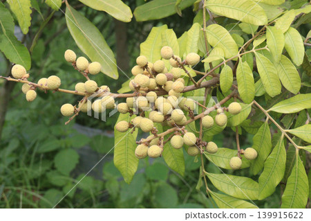 Longan fruit on tree in farm for harvest are cash crops Longan fruit on tree in farm for harvest are cash crops 139915622