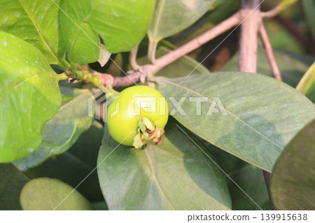 Strawberry guavas fruit plant on nursery 139915638
