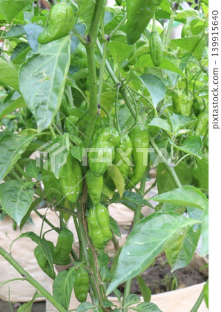 Naga chili pepper plant on farm for harvest are cash crops 139915640
