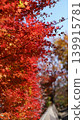 Bright red autumn leaves Bright red autumn leaves 139915781