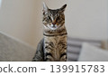A tabby kitten staring A tabby kitten staring 139915783