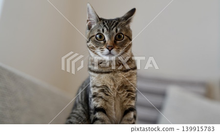 A tabby kitten staring A tabby kitten staring 139915783