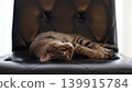 Sleepy tabby kitten Sleepy tabby kitten 139915784