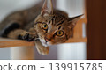 A tabby kitten staring A tabby kitten staring 139915785