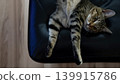 A tabby kitten staring A tabby kitten staring 139915786
