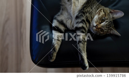 A tabby kitten staring A tabby kitten staring 139915786
