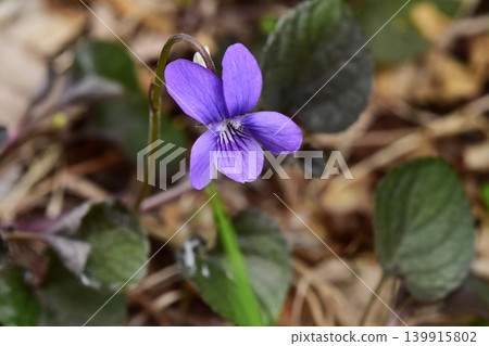 花園裡的拉布拉多堇菜 花園裡的拉布拉多堇菜 139915802
