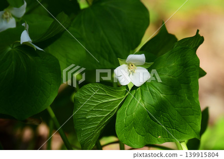 Mountain Trillium Mountain Trillium 139915804