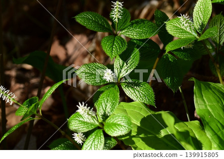 早春時節,孤獨的茉莉花 早春時節,孤獨的茉莉花 139915805