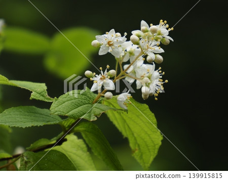 丸寶花 丸寶花 139915815