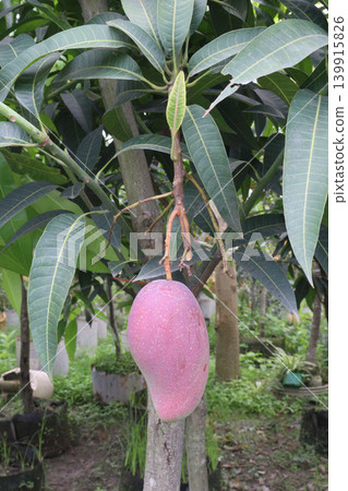 mango on tree in farm for sell are cash crops mango on tree in farm for sell are cash crops 139915826