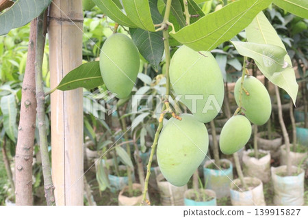 mango on tree in farm for sell are cash crops mango on tree in farm for sell are cash crops 139915827