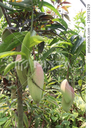 mango on tree in farm for sell are cash crops mango on tree in farm for sell are cash crops 139915829