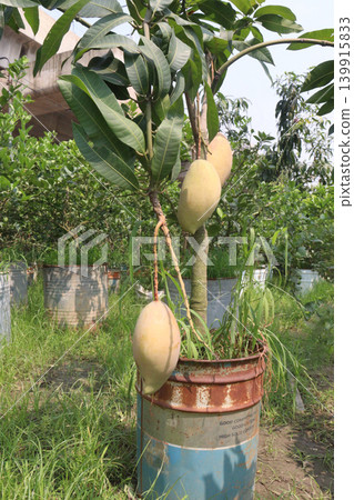 mango on tree in farm for sell are cash crops mango on tree in farm for sell are cash crops 139915833