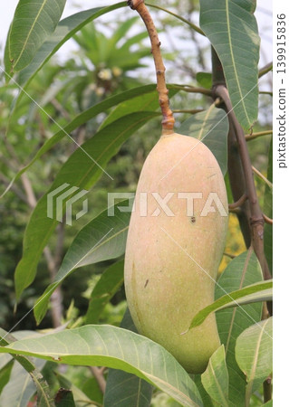 mango on tree in farm for sell are cash crops 139915836