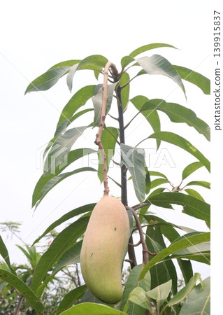 mango on tree in farm for sell are cash crops mango on tree in farm for sell are cash crops 139915837
