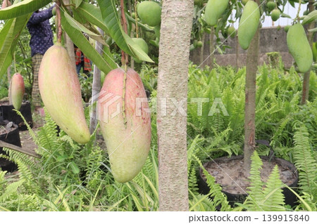 mango on tree in farm for sell are cash crops mango on tree in farm for sell are cash crops 139915840