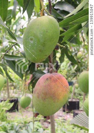 mango on tree in farm for sell are cash crops mango on tree in farm for sell are cash crops 139915847