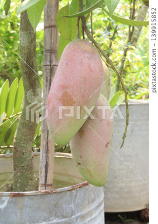 mango on tree in farm for sell are cash crops mango on tree in farm for sell are cash crops 139915852