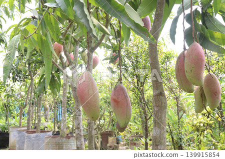 mango on tree in farm for sell are cash crops mango on tree in farm for sell are cash crops 139915854
