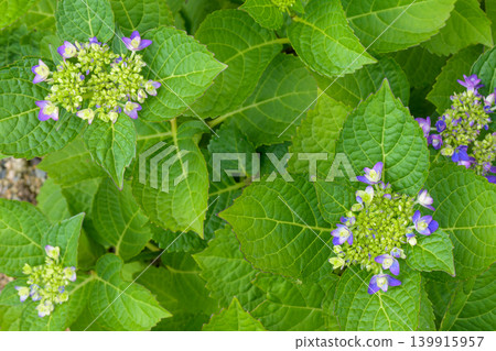 Hydrangea buds that are about to bloom. Hydrangea buds that are about to bloom. 139915957