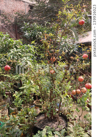 Pomegranate on plant in farm for harvest Pomegranate on plant in farm for harvest 139916023